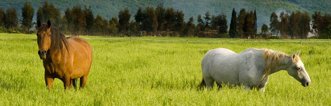 Agriturismo talon tontilla