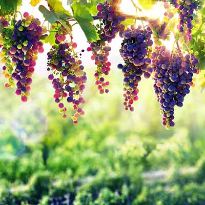 Lomat maalaistalossa Toscanan viinitarhojen kanssa