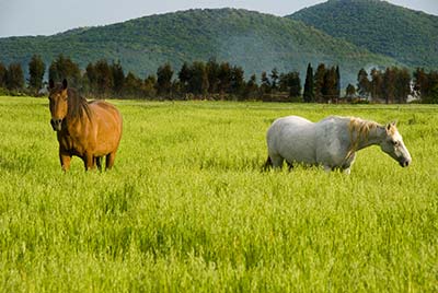 Maalaistalo, jossa on talli