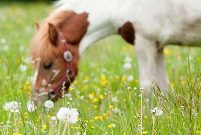 Lomat Italiassa koulutustiloilla